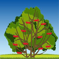 Image showing Bush of ripe rowanberry on year glade