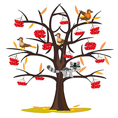 Image showing Vector illustration tree rowanberry by late autumn