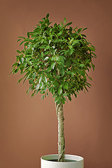 Image showing Ficus tree on a brown background