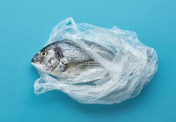 Image showing raw sea bream