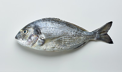 Image showing raw sea bream