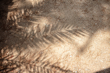 Image showing Shadows of tropical leaves