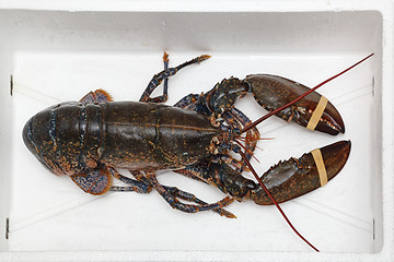 Image showing Lobster