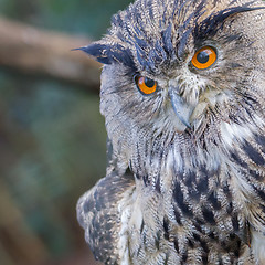 Image showing Portrait of a large eurasian eagle-owl