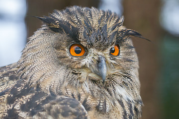 Image showing Portrait of a large eurasian eagle-owl