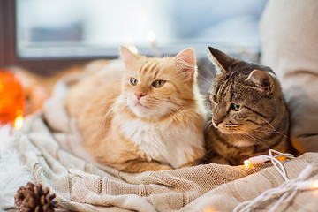 Image showing two cats lying on window sill with blanket at home