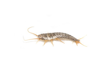 Image showing Silverfish Lepisma saccharina