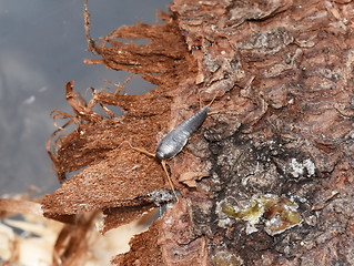 Image showing Silverfish Lepisma saccharina