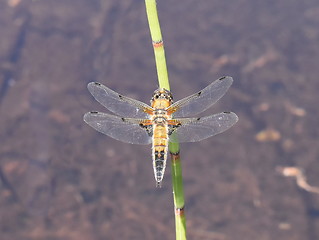 Image showing Libellula quadrimaculata