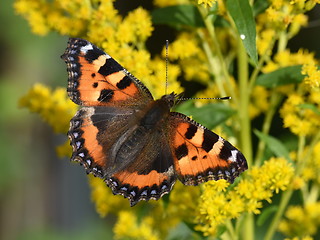 Image showing Tortoiseshell butterfly