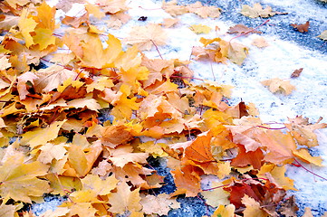 Image showing First snow