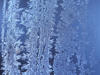 Image showing Hoarfrost