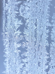 Image showing Hoarfrost