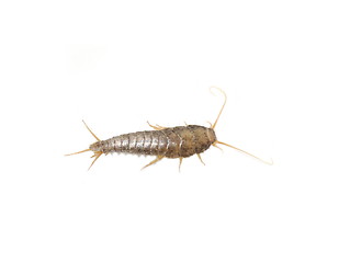 Image showing Silverfish Lepisma saccharina