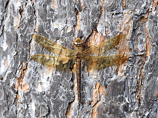 Image showing Aescha grandis dragonfly