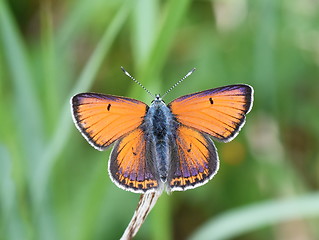 Image showing Lycaena hippothoe