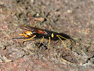 Image showing Giant wood wasp