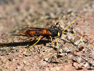 Image showing Giant wood wasp