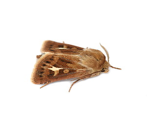 Image showing Antler moth