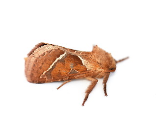 Image showing Triodia sylvina