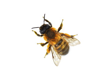 Image showing Solitary bee