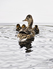 Image showing Mallard mother