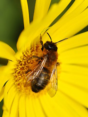 Image showing Red mason bee