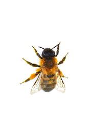 Image showing Solitary bee