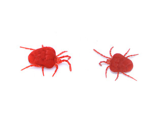 Image showing Red mites