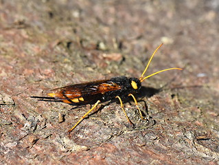 Image showing Giant wood wasp