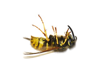 Image showing Dead wasp