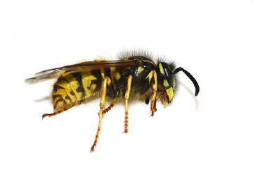 Image showing Dead wasp