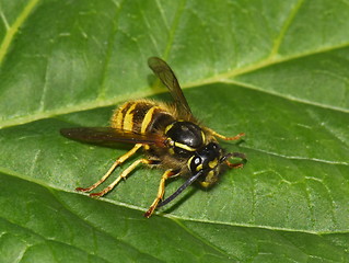 Image showing Stinging wasp