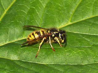 Image showing Stinging wasp