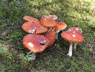 Image showing Fly agaric