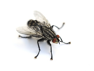 Image showing Common housefly