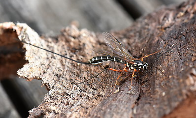 Image showing Sabre wasp