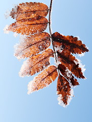 Image showing Rime on leaf