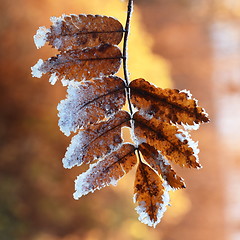 Image showing Rime on leaf