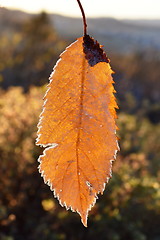 Image showing Rime on leaf