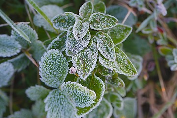 Image showing Frozen leaves with frost