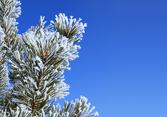 Image showing fir tree with hoarfrost l