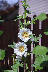 Image showing Hollyhock or Malva Flower In The Garden Closeup