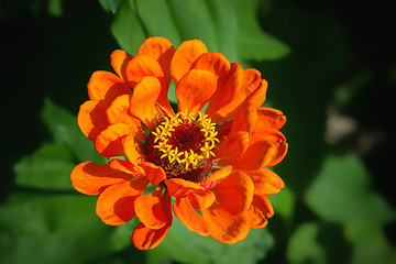 Image showing Orange Zinnia Flower In The Garden Close-up