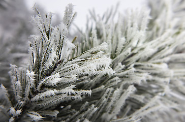 Image showing fir tree with snowflakes