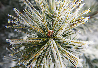Image showing part of fir tree with snowflakes