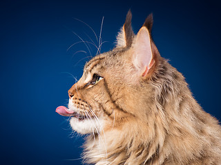 Image showing Portrait of Maine Coon cat