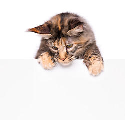 Image showing Maine Coon cat with blank