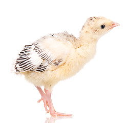 Image showing Little chicken turkey