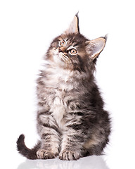 Image showing Maine Coon kitten on white